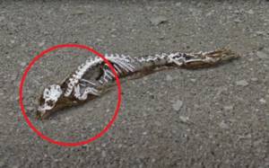 В Антарктиде найден скелет загадочного животного. Что это такое?