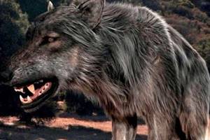 
        Расшифрован геном древних ужасных волков            