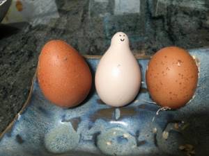 Снимки странных яиц самых разных цветов и форм