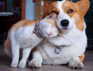 Дружба между разными животными на снимках, которые растопят ваше сердце