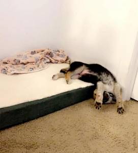 Смешные собаки спят, где попало в неудобных позах