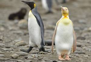 Фотограф впервые в истории нашел желтого пингвина. Почему он такого цвета?