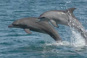 
        Характер дельфинов оказался схож с человеческим            