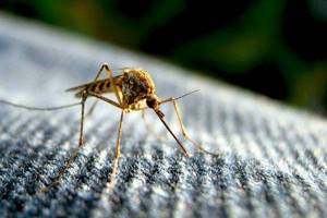
        Почему самцы комаров не пьют кровь            