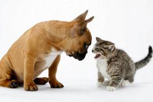 
        Почему собаки и кошки не любят друг друга?            