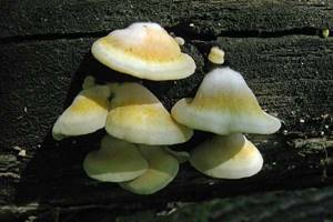
        Новый вид грибов            
