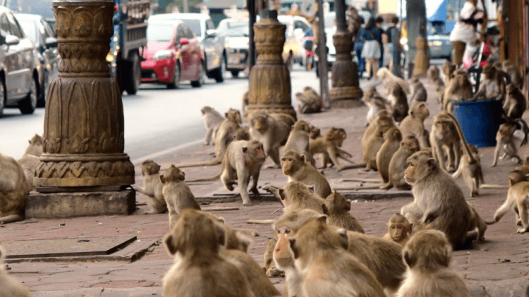 Как макаки-крабоеды захватили город в Тайланде