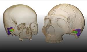 Насколько хорошо разговаривали неандертальцы?