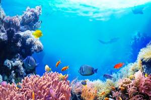 
        Кораллы в Тихом океане пересчитали            