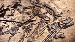 Таксоны Лазаря – как ученые обнаружили «живые ископаемые»?