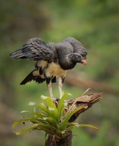 Птицы и животные на красивых снимках от Тхирумурти Ра