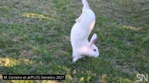 Выведена порода кроликов, которые ходят на передних лапах. Все из-за ошибки ученых