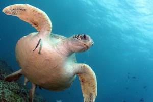 
        Плавающие кругами морские животные озадачили биологов            