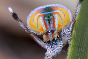 
        В Южной Австралии обнаружен новый вид паука-павлина            