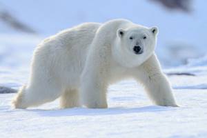 
        Глобальное потепление привело к появлению нового вида медведей            