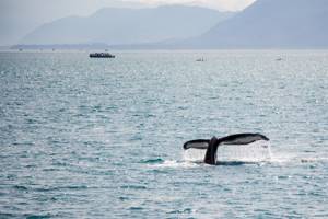 Топ-10: Удивительные и интересные факты про синих китов