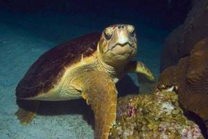
        Что позволяет черепахам путешествовать через Тихий океан            