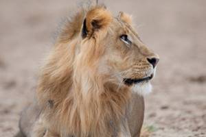 
        Зевота помогает львам «обсуждать» действия            