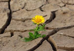 Как растения выживают во время засухи?