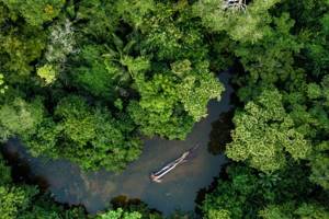 
        Амазонские леса начали «нагревать» планету            
