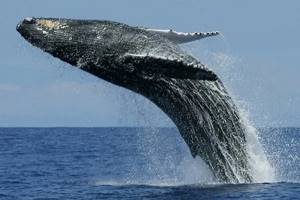 Топ-10: Удивительные и интересные факты про синих китов