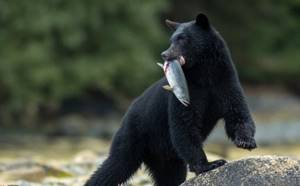 Черные медведи стали вести себя более дружелюбно. Это признак опасной болезни