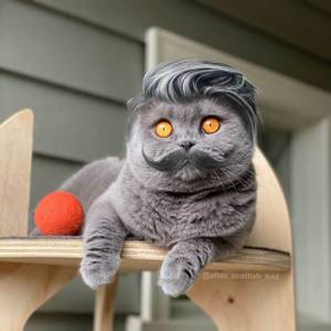 10 доказательств того, что котикам идёт любая причёска