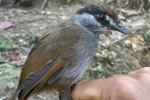 
        На Борнео поймали птицу, исчезнувшую 160 лет назад            