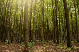 
        За последние 20 лет на Земле выросли леса размером с Францию            