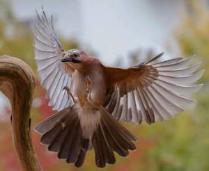 Красивые птицы на снимках от Kotics Zsolt
