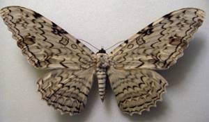 В Австралии найдена самая тяжелая бабочка с огромными крыльями