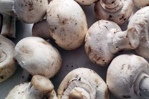 
        Употребление грибов снижает риск онкологии в полтора раза            