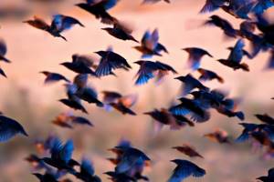 
        Численность птиц на Земле в шесть раз превысила количество людей            