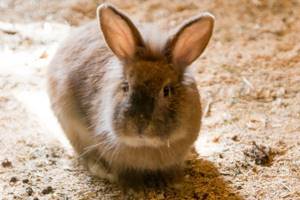 
        Почему не бывает больших зайцев и кроликов            