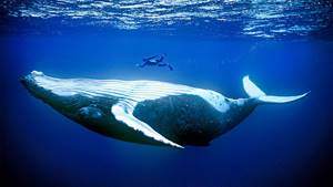 Почему морские млекопитающие такие огромные?