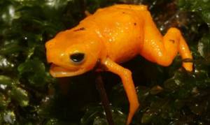 Эти жабы ядовиты и светятся под ультрафиолетом. Что еще интересного о них известно?