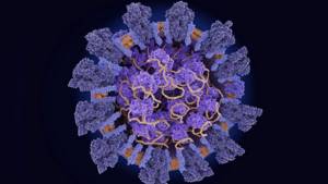 Лямбда, Дельта плюс и другие варианты коронавируса. Что нужно знать?