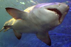 
        Акулы почти полностью вымерли 19 млн лет назад            