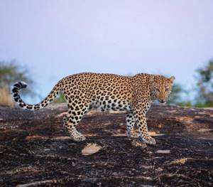 Дикие животные Африки на снимках Руди Хульшофа