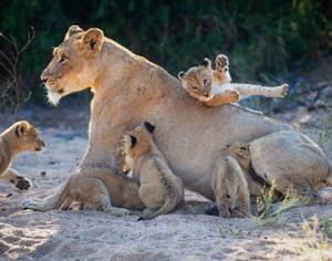 Дикие животные Африки на снимках Руди Хульшофа
