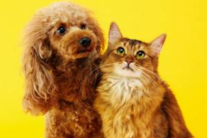 Как кошки и собаки помогают бороться с депрессией и тревогой?