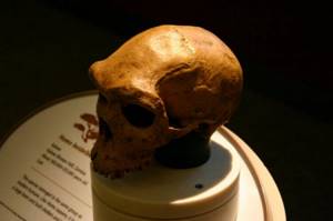Череп Homo longi обнаружен в Китае. Он жил на Земле 146 000 лет назад