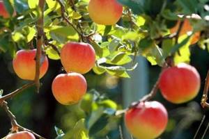 
        Неожиданные полезные свойства яблок            