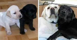 Очаровательные щенки, которые так быстро выросли во взрослых собак
