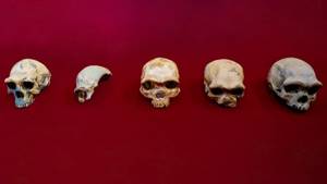 Череп Homo longi обнаружен в Китае. Он жил на Земле 146 000 лет назад