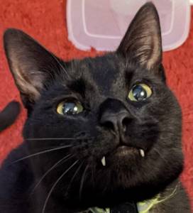 Котики с выдающимися клыками, которых можно принять за пушистых вампиров