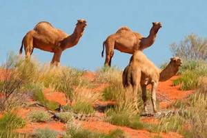 
        У верблюдов обнаружили новые секреты экономии воды            
