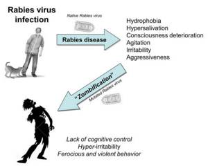 Могут ли мутации вируса бешенства привести к вспышке «зомби» инфекции?