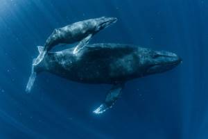 
        В Индийском океане нашли неизвестную популяцию голубых китов            
