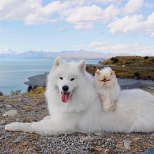 Улыбчивый пес и хмурый кот стали звездами соцсетей